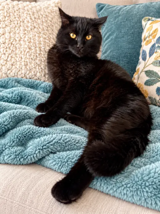 PARKER - Adult -floofy and friendly