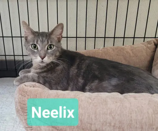 Neelix
