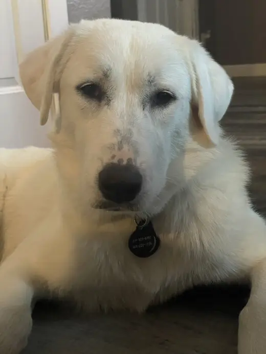 Emmy