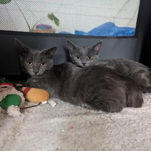 Cinder & Ash