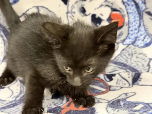 KIT KAT