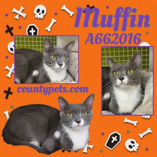 MUFFIN