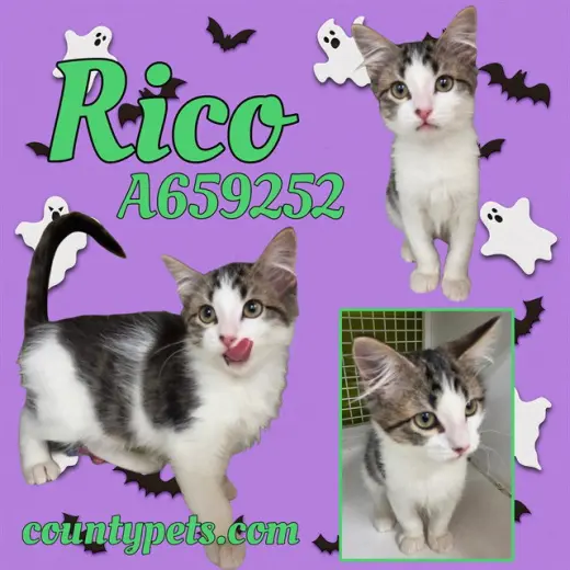 RICO