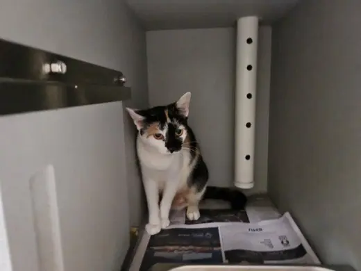 NYLA