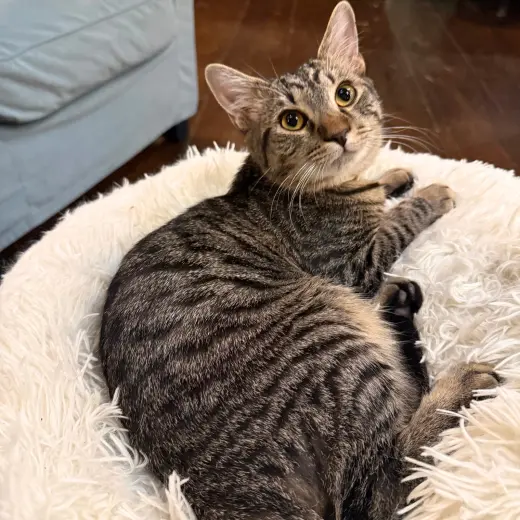 Pepper