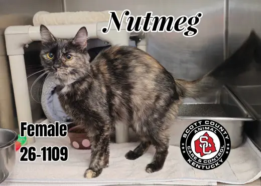 Nutmeg