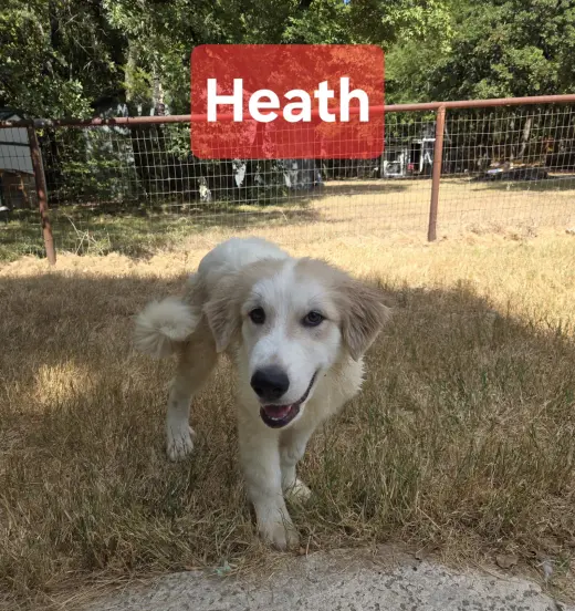 Heath