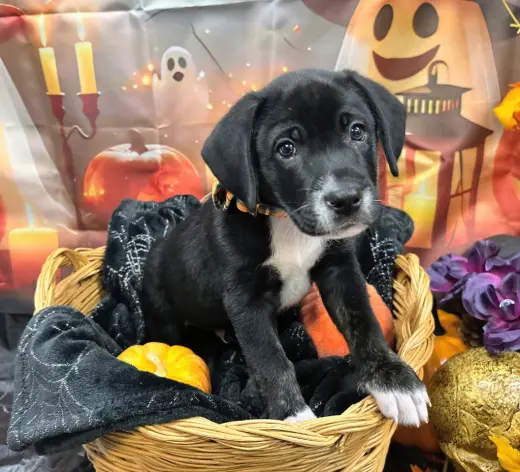 Biscuit