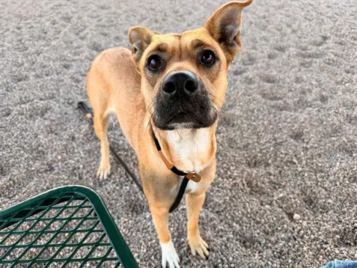 FRIDA
