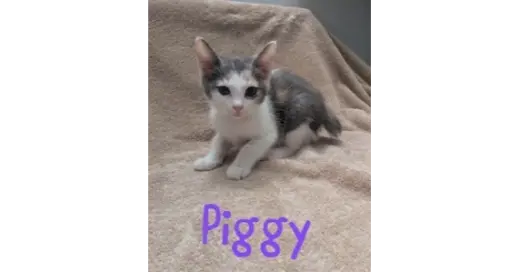 Piggy
