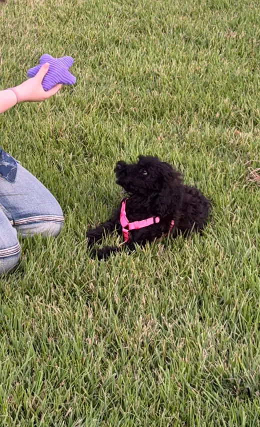 Koko
