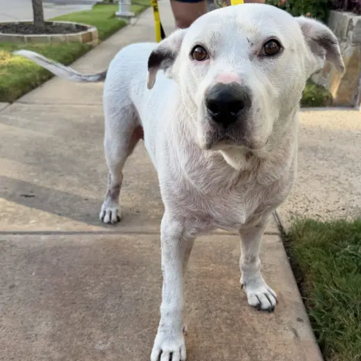 Petey