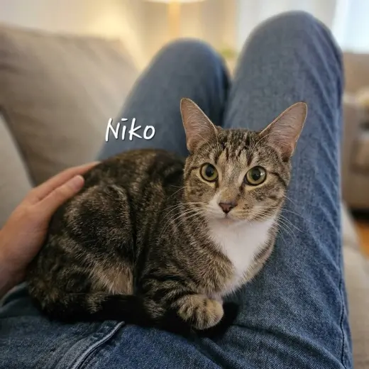 Niko #professional-snuggler