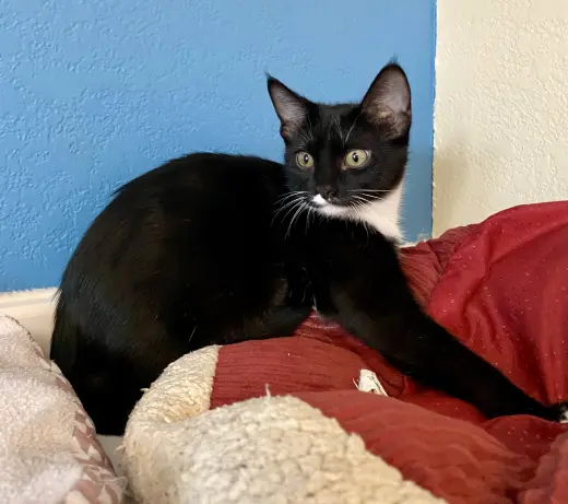 Feyre