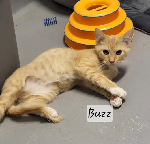Buzz