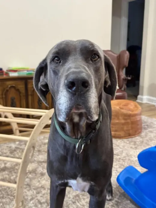 Bruno