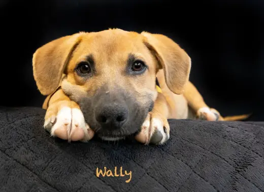 Wally