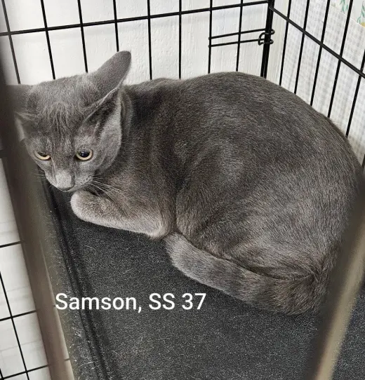 Samson