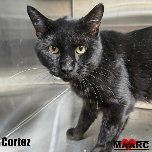 Cortez