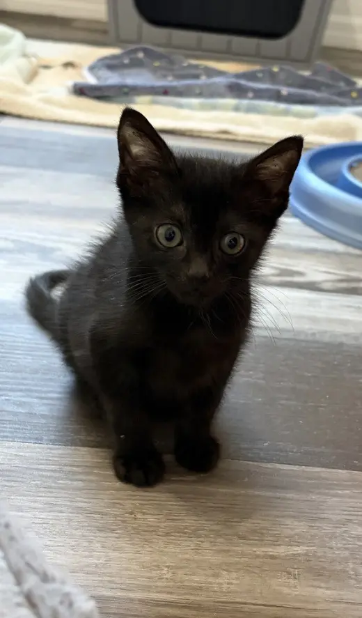 Apollo