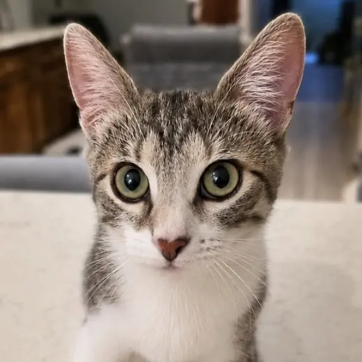 Adalyn