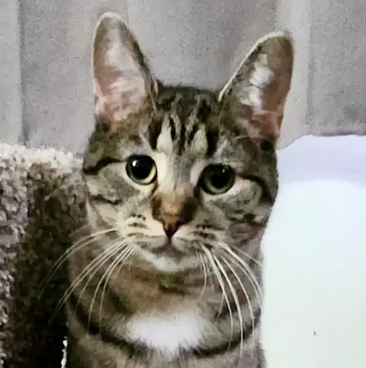 Scooter (aka Rascal)