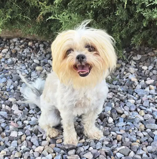Yummy Lil Ms Yubi ~ Sizzling Shih Tzu !