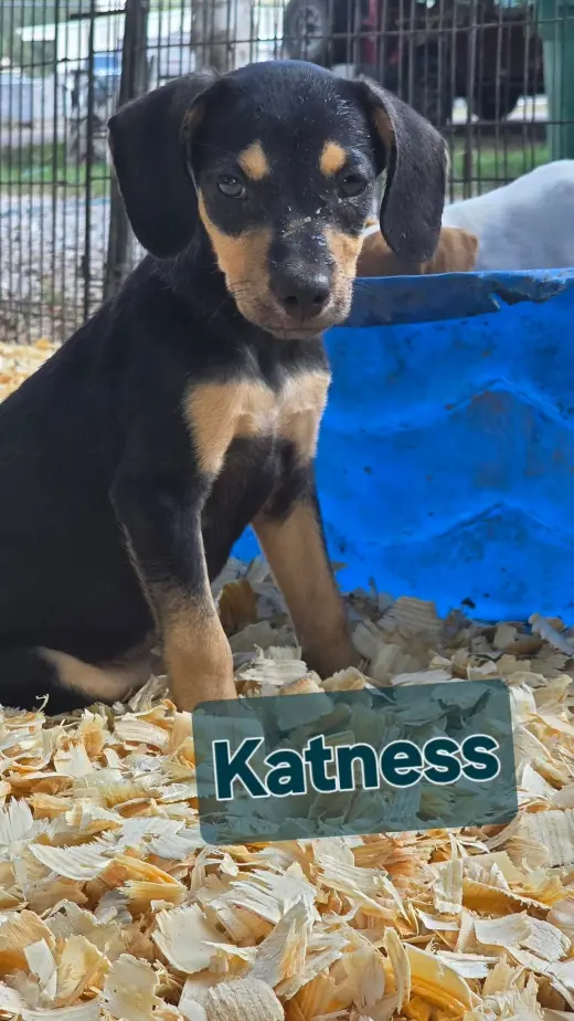 Katness- one of 3 playful sisters