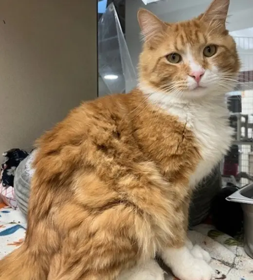 THOMAS