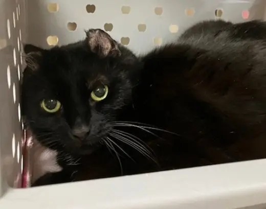 PENELOPE
