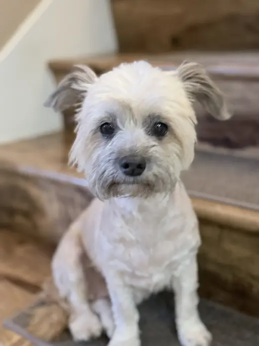 Tootsie
