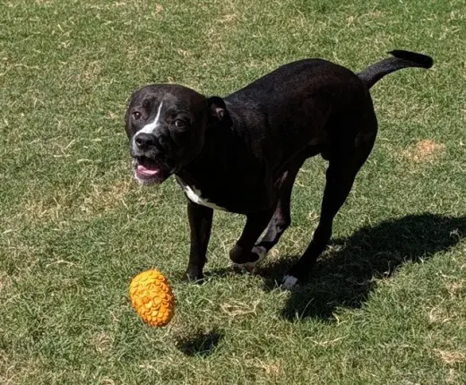 BEVO