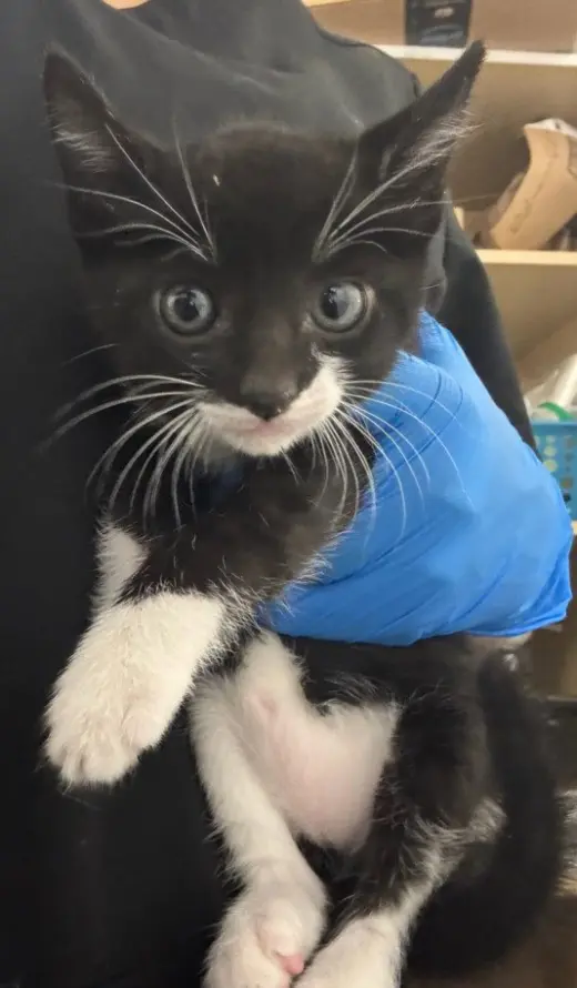 *PEDRO