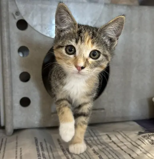 BONITA