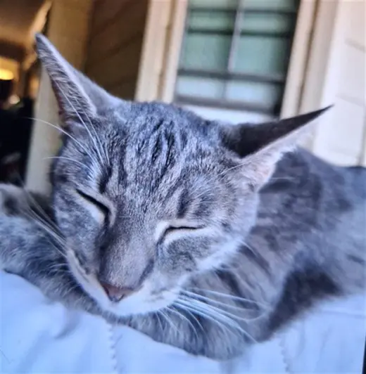 MAYA
