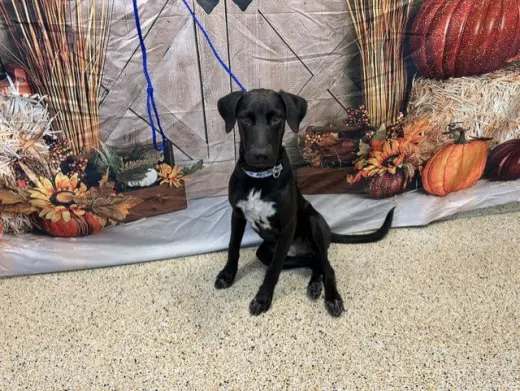 KONA