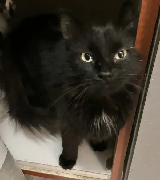Licorice