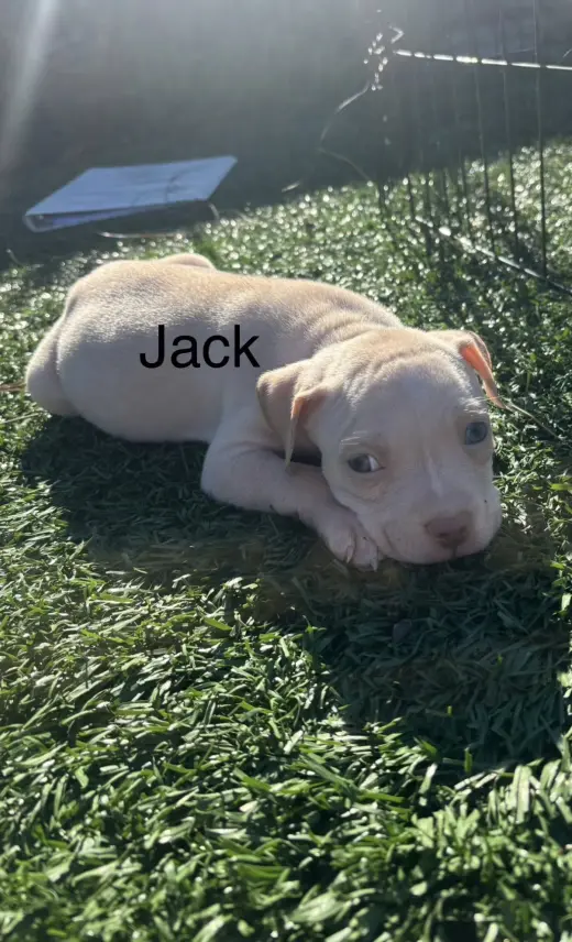 Sweetie’s Treats- Jack