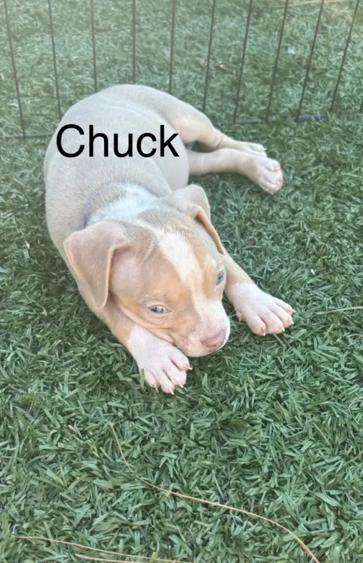 Sweetie’s Treats- Chuck