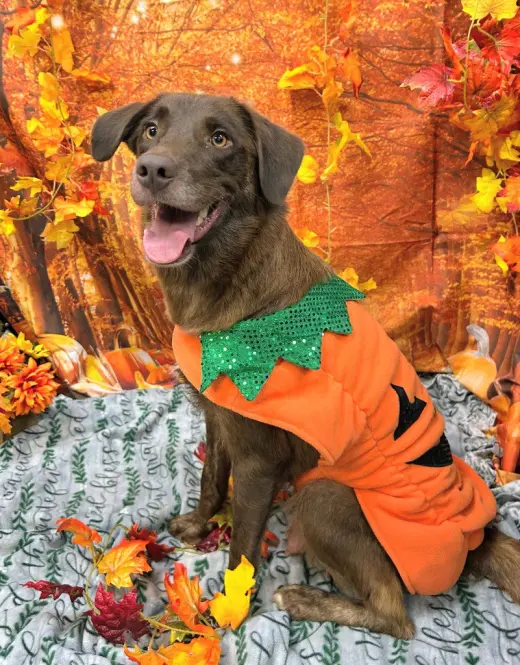 Pumpkin
