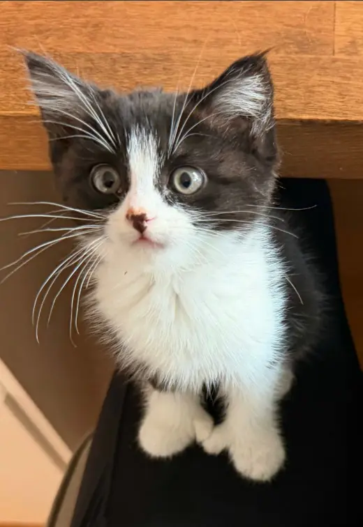 Mittens