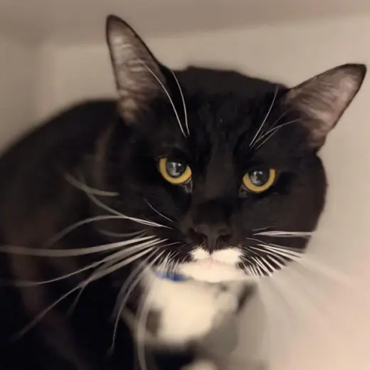MR WHISKERS