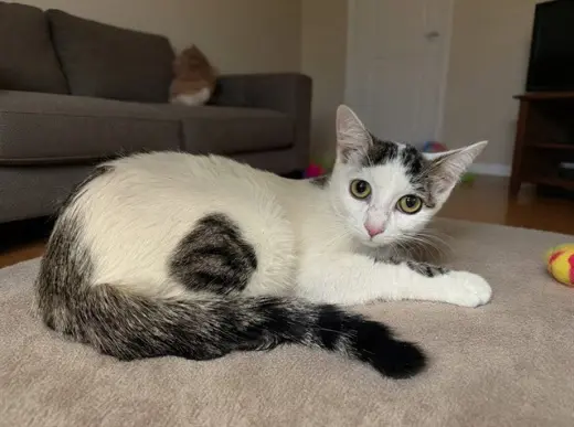AYLA