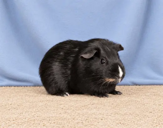 PUMBAA