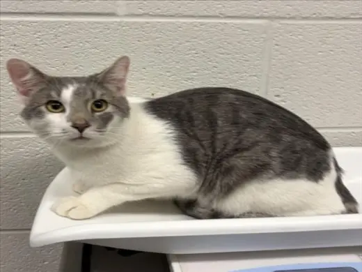 TOM