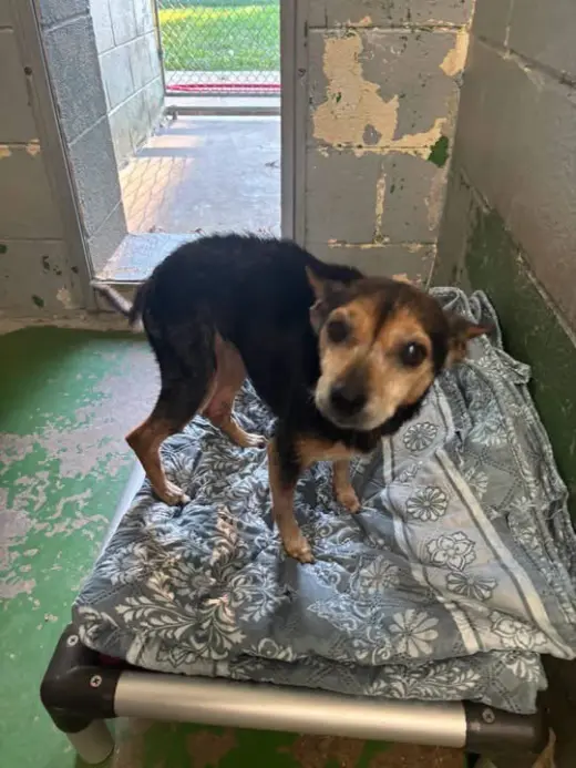 Pin Pin - Not at shelter available 10/26