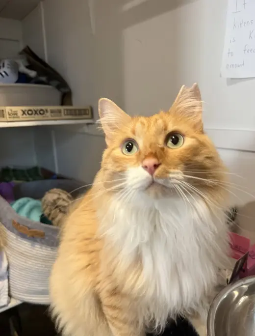 Garfield