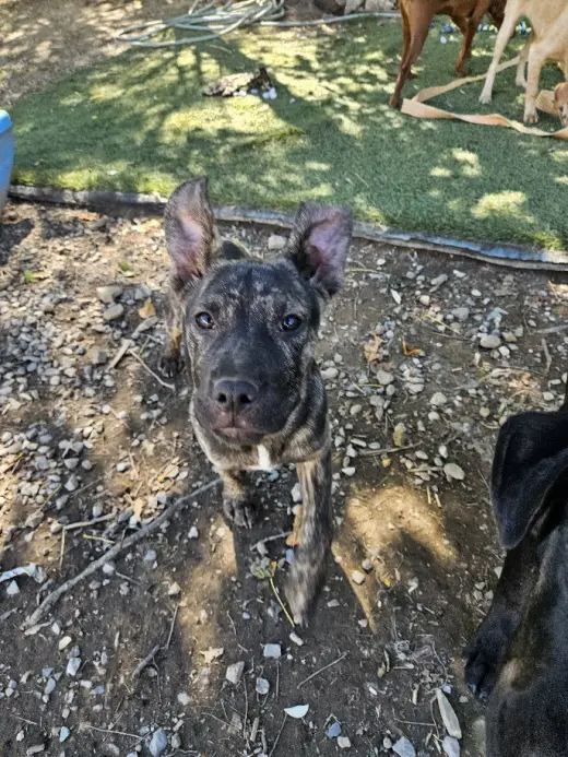 Rambo