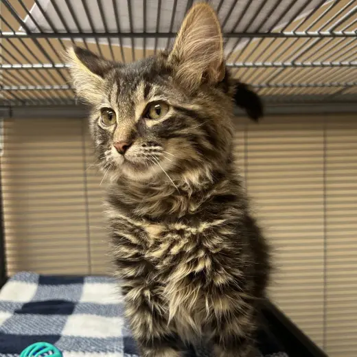 Simon