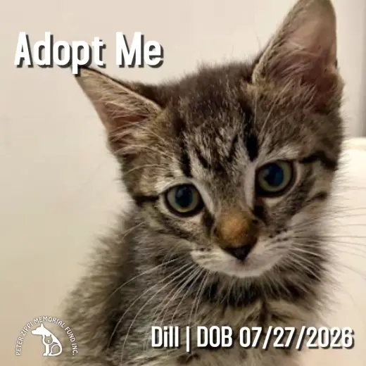 Dill